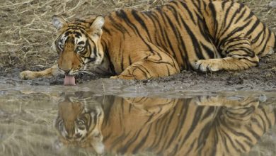 Photo of देश में बाघों के संरक्षण को लगा बड़ा झटका,अब तक 28 बाघाें की मौत,जानिए अन्य राज्यों का हाल