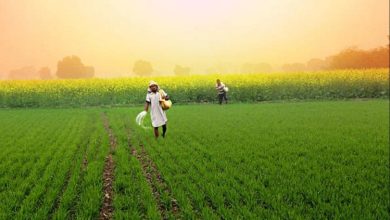 Photo of किसानों के लिए आई राहत भरी खबर,अब e-KYC पूरी करने के लिए मिलेगा ज्‍यादा समय