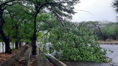 Photo of यूपी में तेज बारिश और आंधी के कारण कई स्‍थानों पर पेड़,फसलों को भी पहुंचा नुकसान