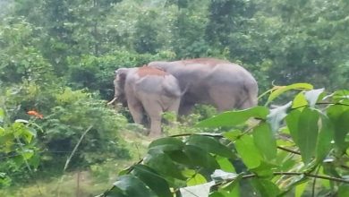 Photo of सरगुजा जिले के मैनपाट वन परिक्षेत्र के जंगली हाथियों के हमले से बुजुर्ग महिला की मौत,पति घायल