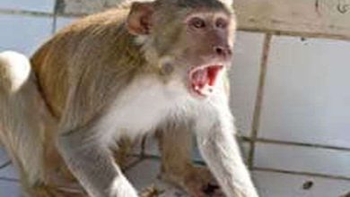 Photo of हमलावर बंदरों के उत्पात से मची अफरातफरी, छतों पर खड़े लोगों ने कूद कर अपनी जान बचाई