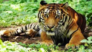 Photo of जंगल में बाघों के अठखेलियों का एक दृश्य इंटरनेट मीडिया पर हो रहा वायरल