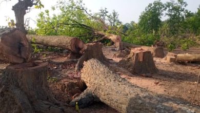 Photo of काठगोदाम से नैनीताल तक सड़क को टू लेन बनाने के लिए कटेंगे सात हजार से ज्यादा पेड़ ￼