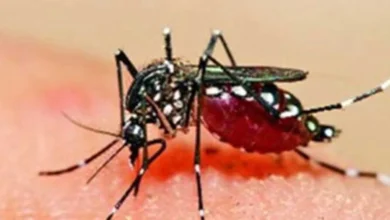 Photo of नहीं टला अभी भी यूपी में जीका का खतरा, मिल रही नई प्रजाति के आर्मीगेरेस मच्छर की मौजूदगी और ब्रीडिंग..