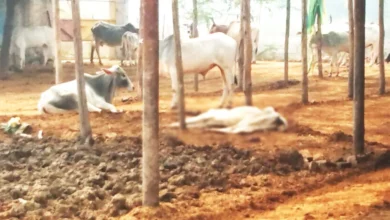 Photo of यूपी सरकार ने गौशाला में गायों की दूध के होने वाली बंदरबांट पर लगाईं रोक, पढ़ें पूरी ख़बर ..