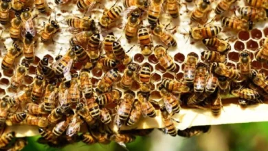 Photo of अमेरिकी कृषि विभाग डालान की मधुमक्खी वैक्सीन को दो साल के लिए देगा सशर्त लाइसेंस