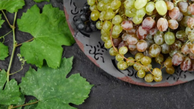 Photo of Grape Leaves Benefits: सिर्फ अंगूर ही नहीं, बल्कि इसके पत्ते भी पहुंचाते हैं सेहत को अनगिनत लाभ!