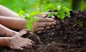 Photo of पर्यावरण संतुलन व जीवन बचाने के लिए पौधों का रोपण एवं संरक्षण आवश्यक