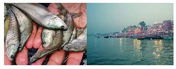 Photo of राज्य मछली ‘चिताला’ के संरक्षण हेतु 05 सितंबर को वाराणसी में गंगा नदी के संत रविदास घाट पर रिवर रैचिंग कार्यक्रम का आयोजन होगा