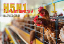 Photo of H5N1 अलर्ट! अमेरिका में इंसान और जानवर दोनों खतरे में, महामारी की आशंका बढ़ी