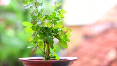 Photo of आज देशभर में मनाया जा रहा है ‘तुलसी पूजन दिवस’