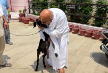 Photo of धर्म के नाम पर बलि से बचा मासूम बकरा, “कालू” को मिला नया जीवन