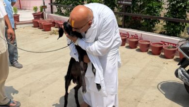 Photo of धर्म के नाम पर बलि से बचा मासूम बकरा, “कालू” को मिला नया जीवन